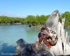 Cobito hemit crab Guanica