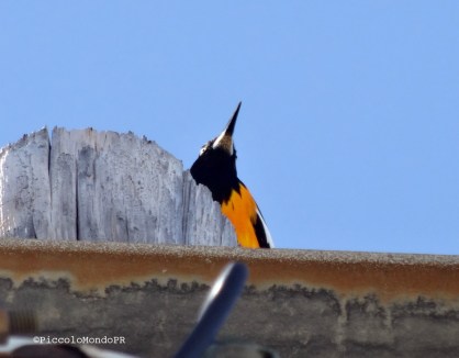 Aves Guanica PiccoloMondoPR