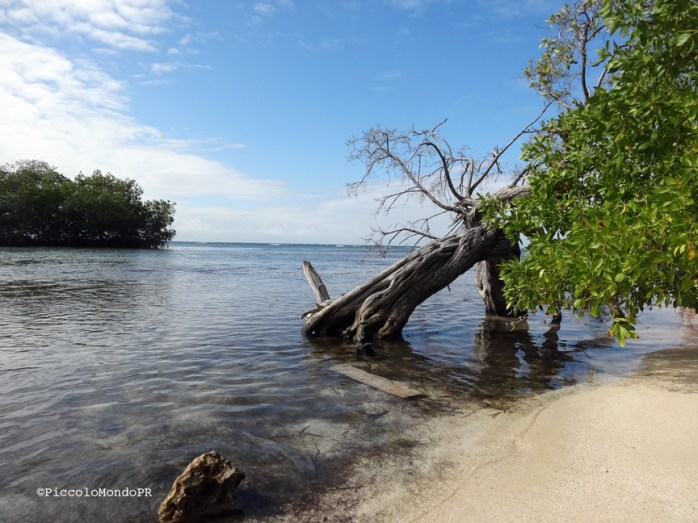Manglillo Guanica PiccoloMondoPR