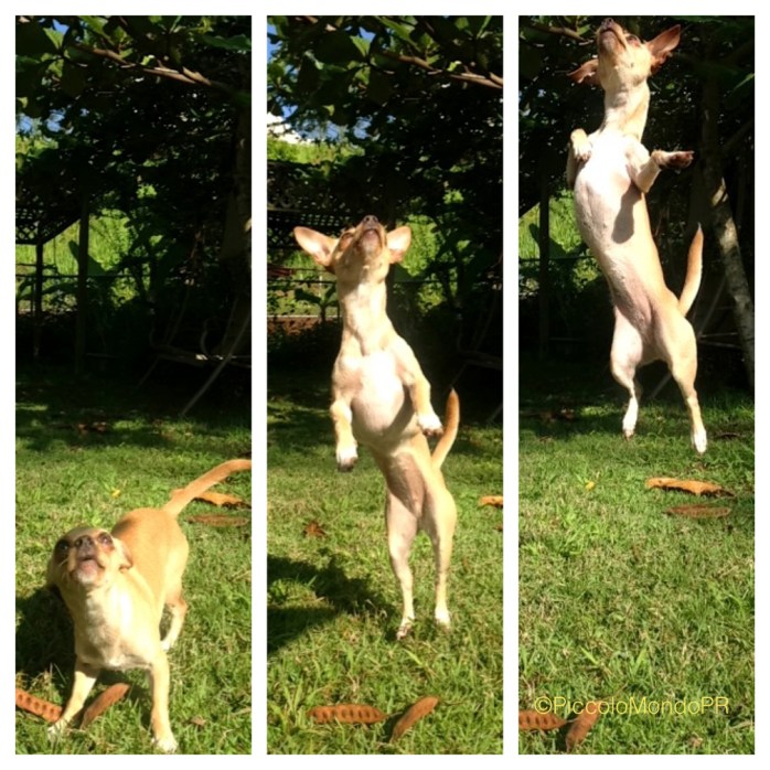 Chispa PiccoloMondopr