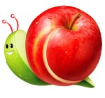 manzana