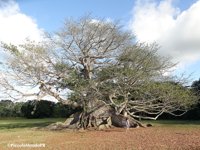 Ceiba Vieques
