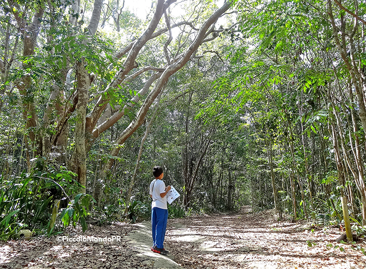 Bosque Cambalache 13