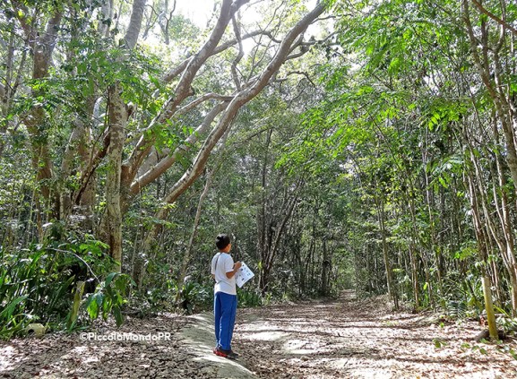 Bosque Cambalache 13