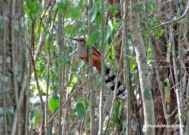 Bosque Cambalache 19