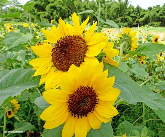 finca-de-girasoles4