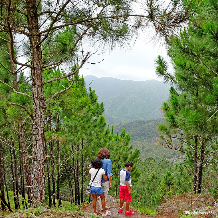 cayey BO Pino 3