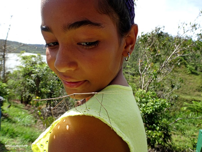 Lake carite Treehouse Piccolo41