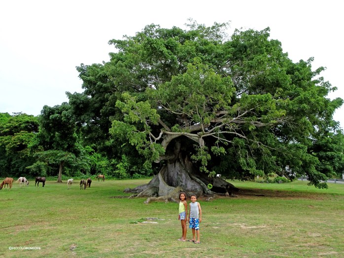vieques arbol de ceiba