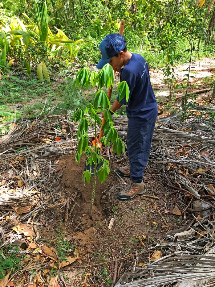 Arboles Nativos PR PLN PMPR11