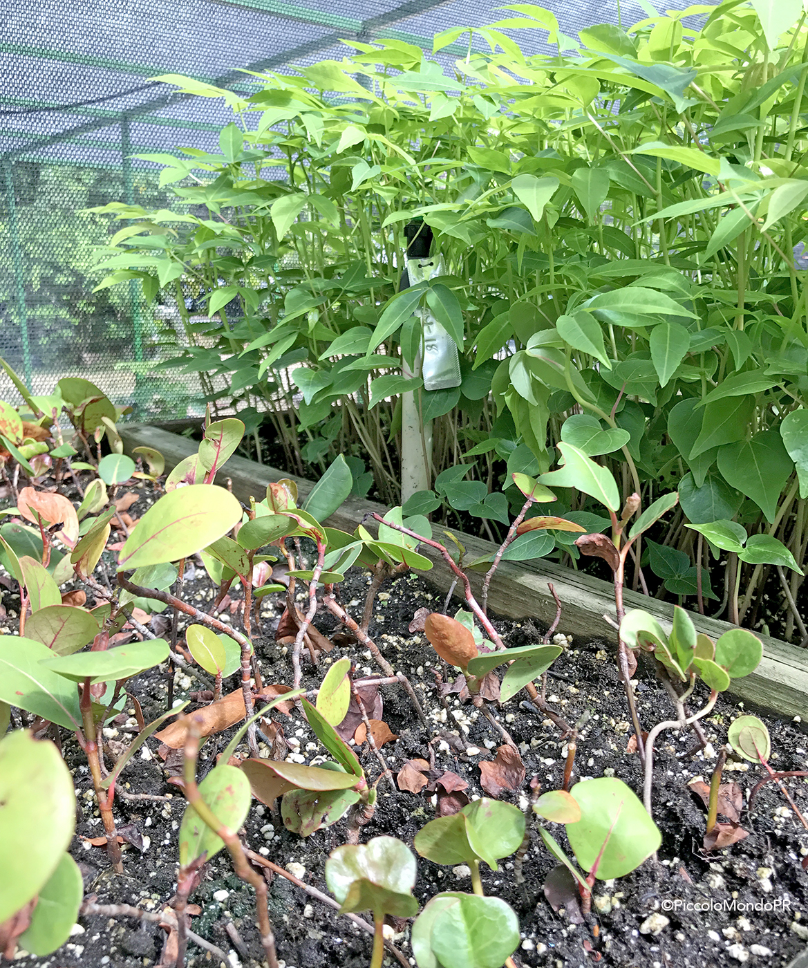 Arboles Nativos PR PLN PMPR12