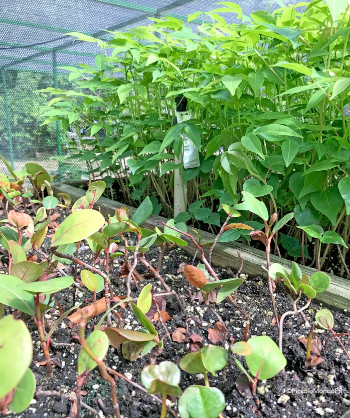 Arboles Nativos PR PLN PMPR12