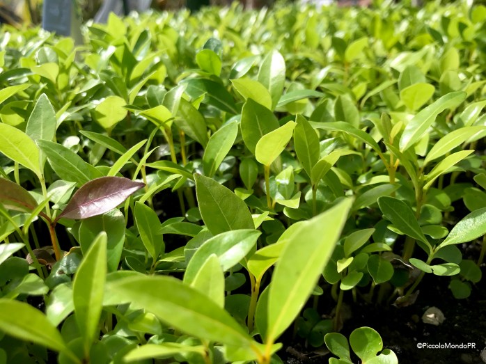 Arboles Nativos PR PLN PMPR13