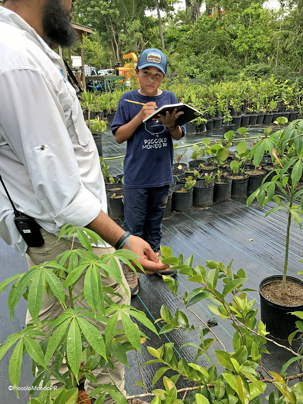 Arboles Nativos PR PLN PMPR5