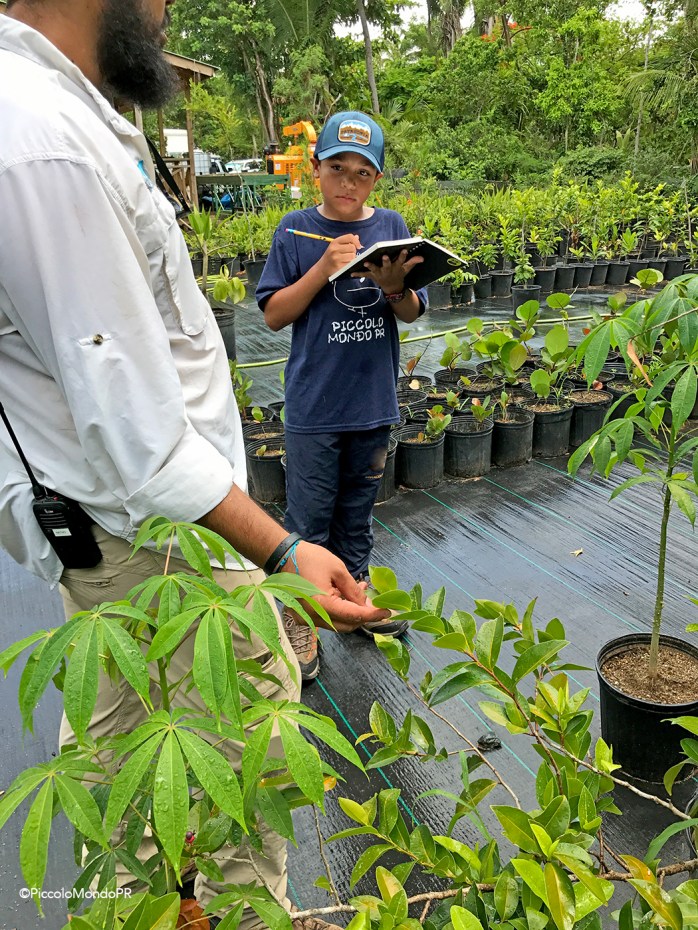 Arboles Nativos PR PLN PMPR5