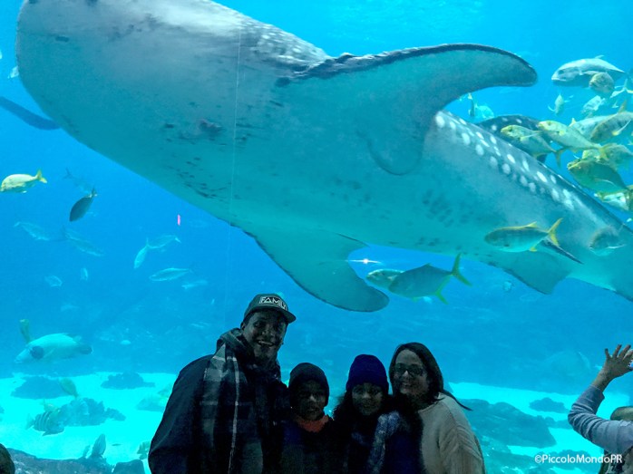 Georgia aquarium 4 PM