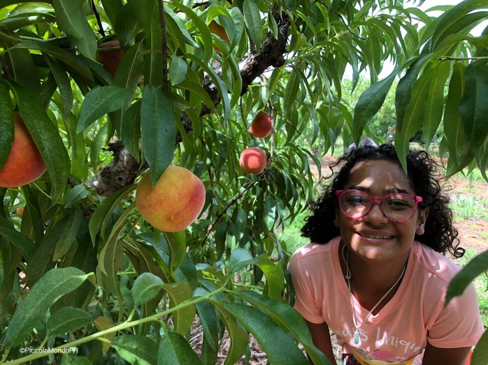 Greggs Peach Farm 4 PM